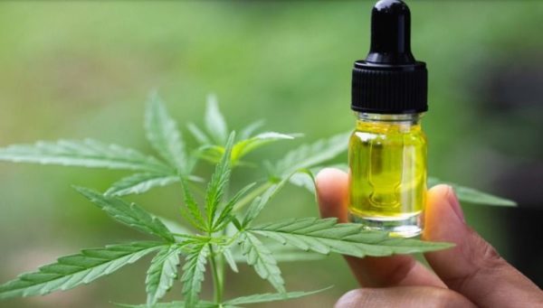 oil3 800 455 What is CBD and How Does it Work?