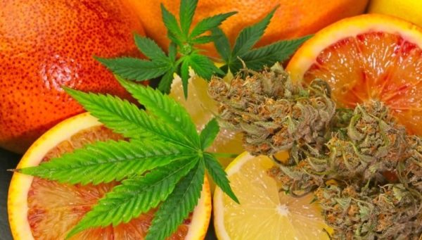 Best Fruity Weed Strains2 Best Fruity Weed Strains