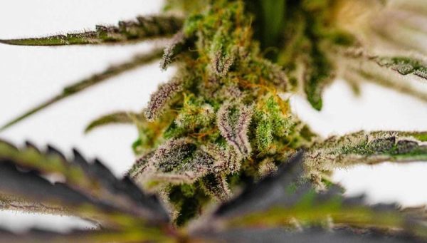 Best Strains For Mental Health 3 Best Strains For Mental Health