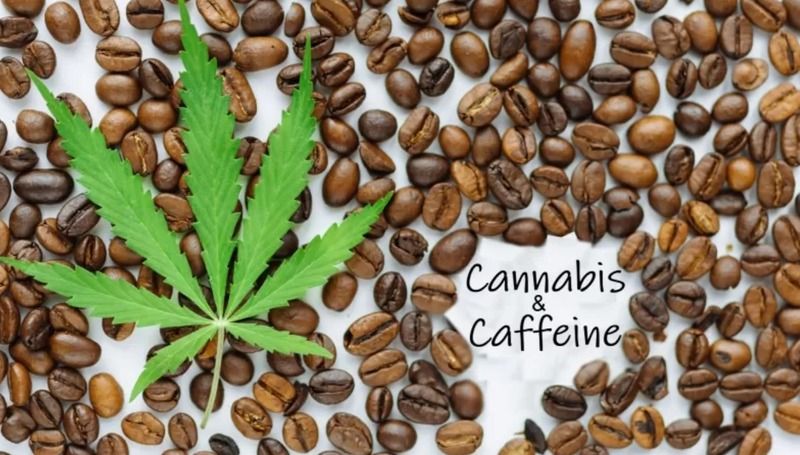 Cannabis vs Caffeine 1 Cannabis vs Caffeine