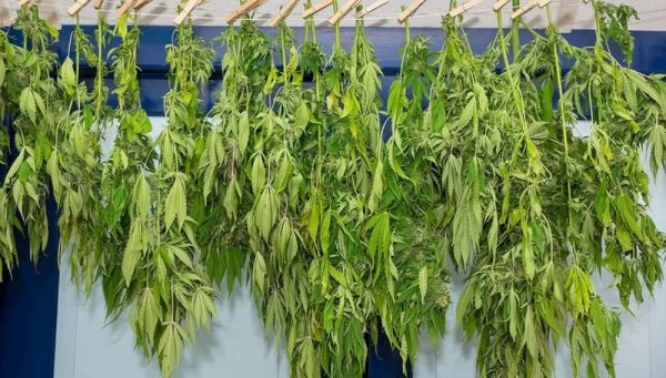 How Cannabis Drying and Curing is Done 1 How Cannabis Drying and Curing is Done