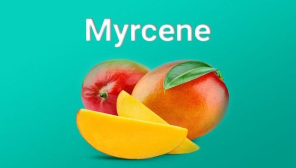 Myrcene2 Myrcene