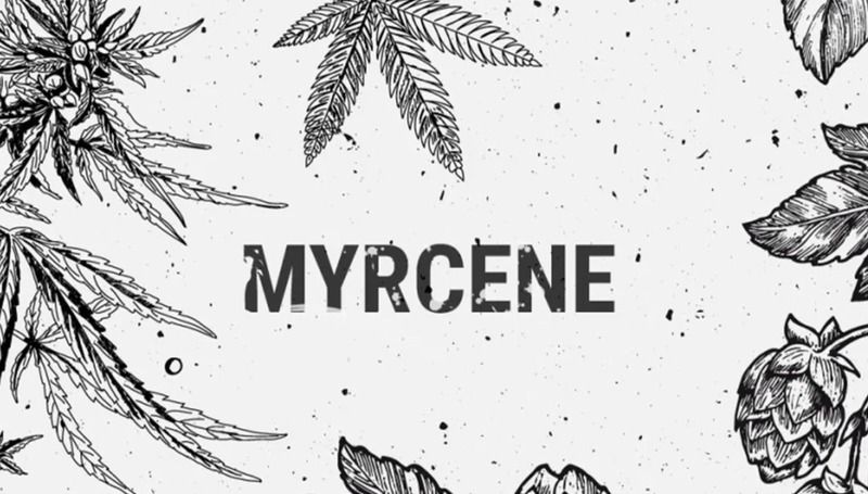 Myrcene3 Myrcene