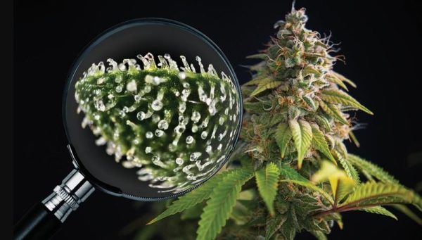When To Harvest Marijuana Plants1 When To Harvest Marijuana Plants