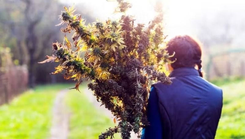 When To Harvest Marijuana Plants2 Myrcene