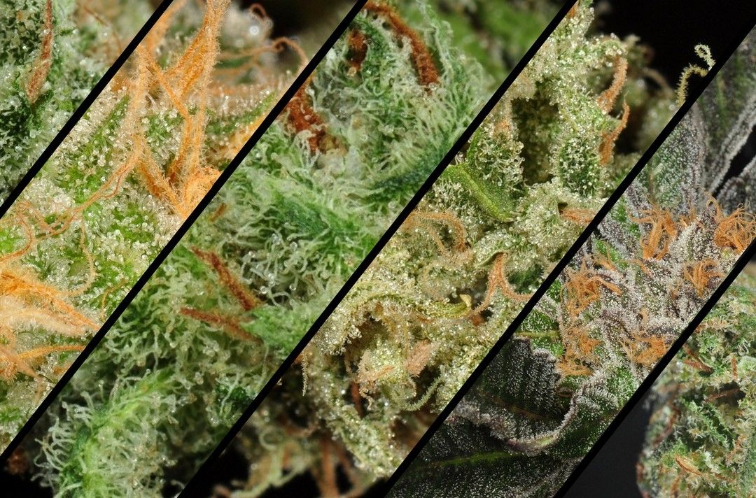 10 legacy strains in the legal market Cloning Cannabis