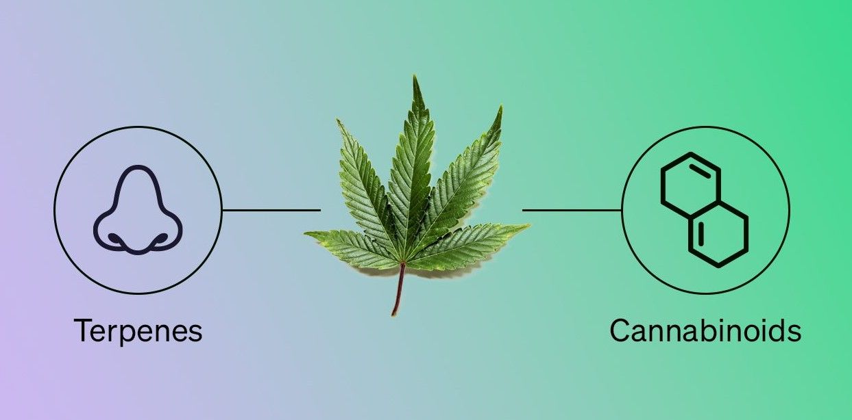Cannabinoids vs Terpenes Cannabinoids vs. Terpenes: Exploring Similarities and Differences