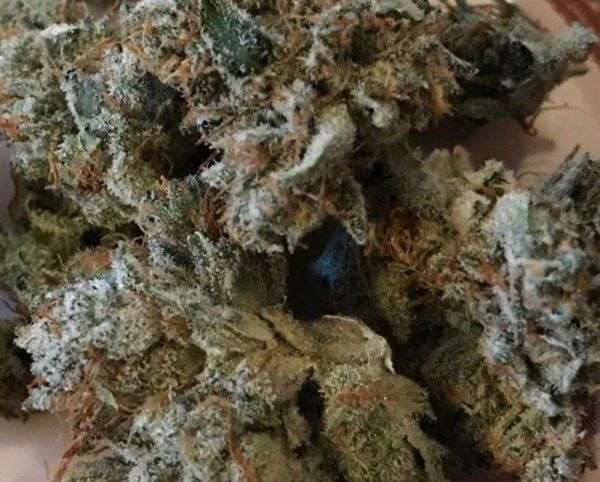 Hindu Kush 12 Hindu Kush Cannabis Strain Review