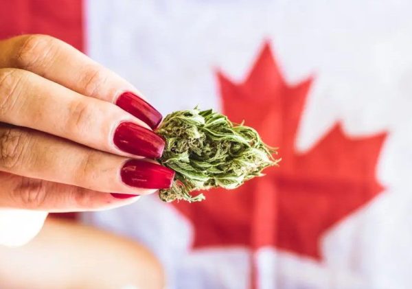 cannabis legalization in canada 02 Canada’s Cannabis Legalization Review Running Late