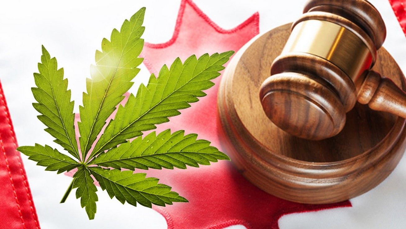 cannabis legalization in canada Cloning Cannabis