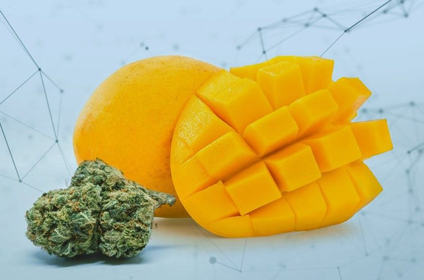 mango strain review 12 Mango Strain