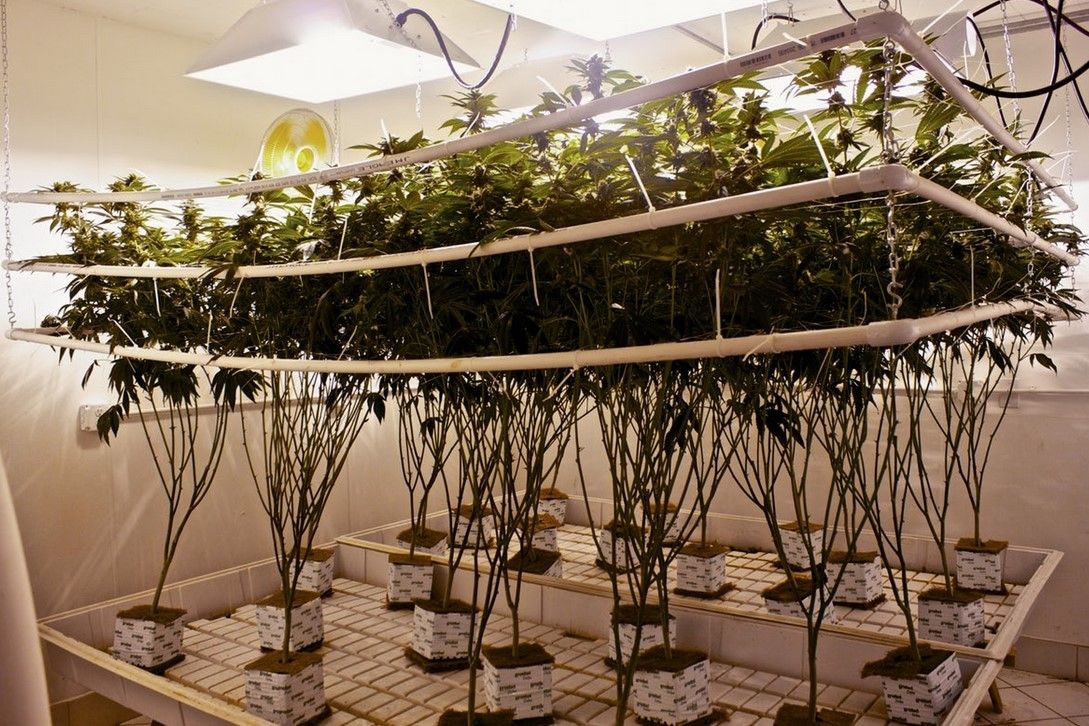 Hydroponic Weed What Is Hydroponic Weed: Beginner’s Guide