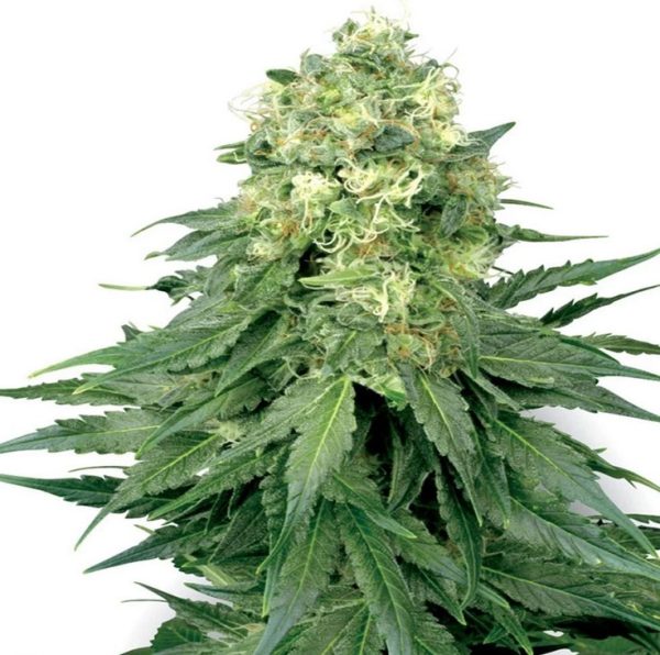 chemdawg strain review 5 Chemdawg Strain Review