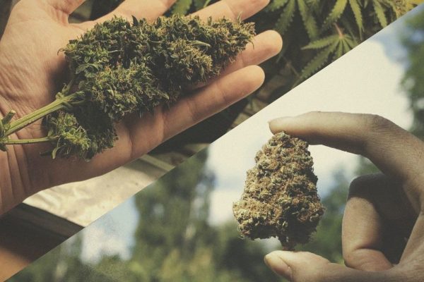 indoor vs outdoor weed 13 Indoor Vs. Outdoor Weed: Is One Better Than The Other?