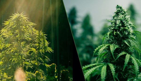 indoor vs outdoor weed 23 Indoor Vs. Outdoor Weed: Is One Better Than The Other?