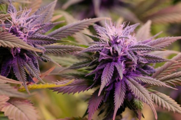 purple weed why does cannabis turn purple 2 Purple Weed: Why Does Cannabis Turn Purple?