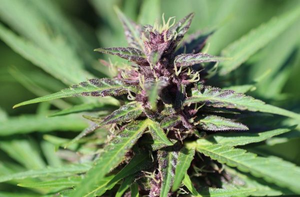 purple weed why does cannabis turn purple 4 Purple Weed: Why Does Cannabis Turn Purple?