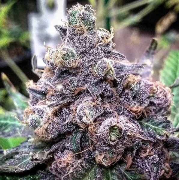 purple weed why does cannabis turn purple Purple Weed: Why Does Cannabis Turn Purple?
