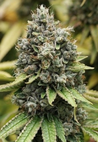 sour diesel strain 3 Sour Diesel Strain Review