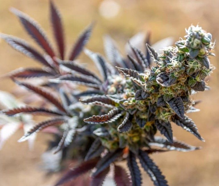 Colorful Cannabis 11 How to Grow Colorful Cannabis