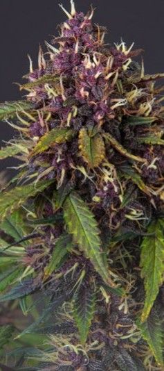 Colorful Cannabis 5 How to Grow Colorful Cannabis