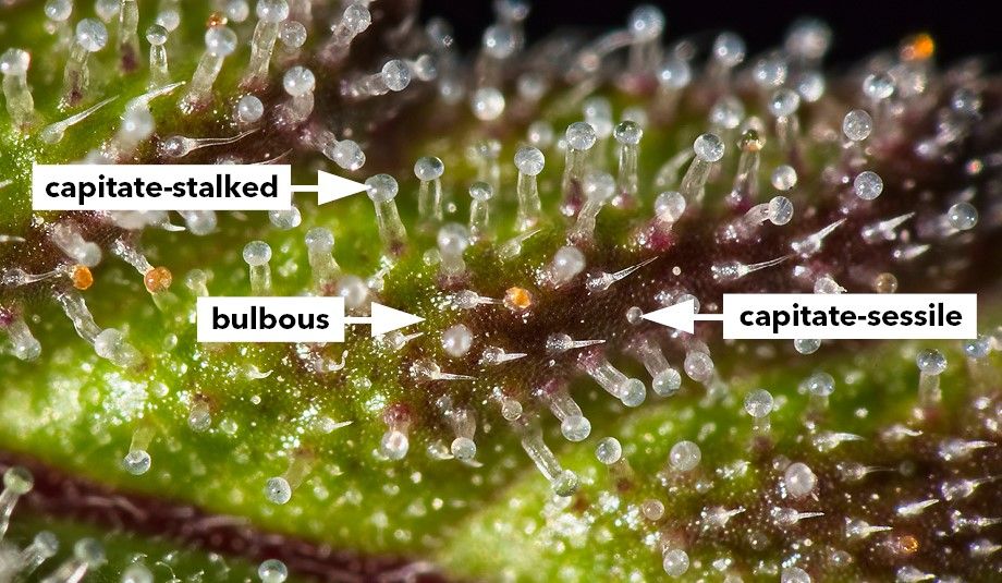 Trichomes 3 Trichomes: What Are They Used For?