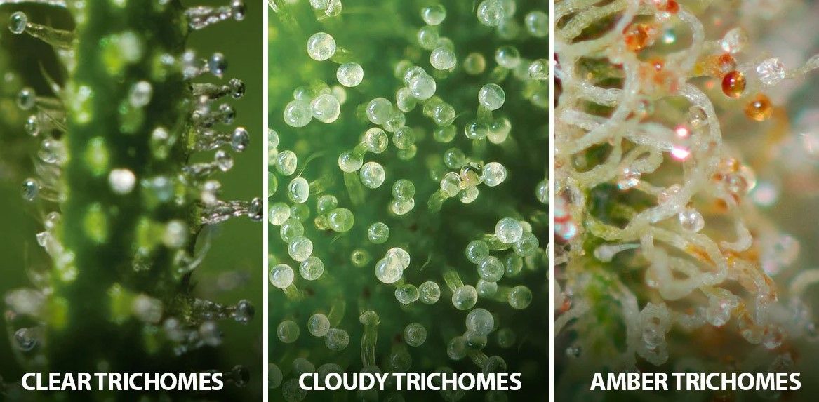 Trichomes 7 Trichomes: What Are They Used For?