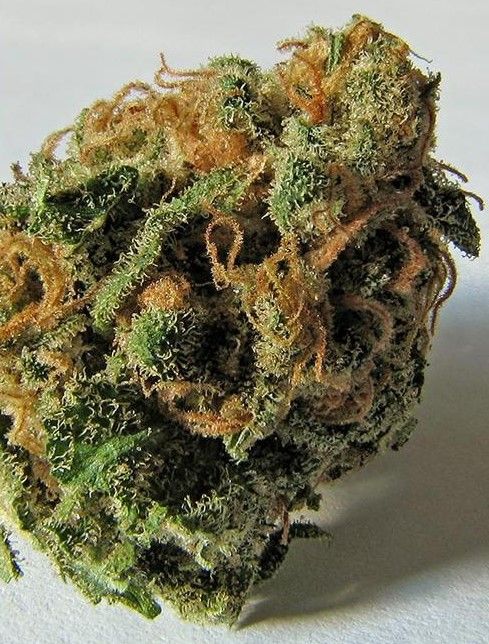 best hybrid strains 2 1 Best Hybrid Strains