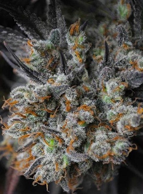 best hybrid strains 3 Best Hybrid Strains