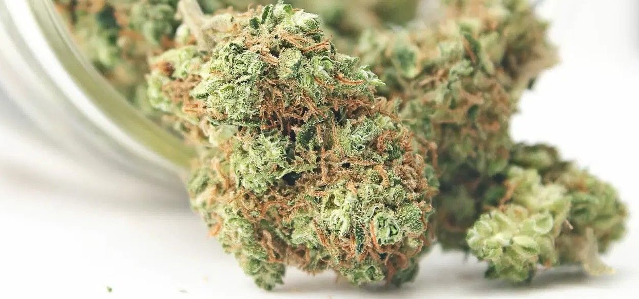 best hybrid strains 5 Best Hybrid Strains