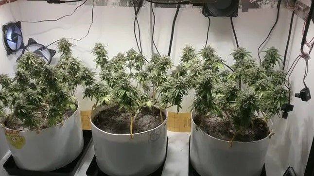 growing weed 1 Growing Weed: A Step-by-Step Guide for Beginners