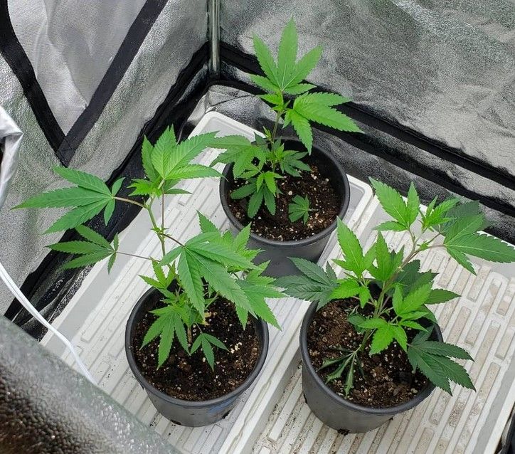 growing weed 14 Growing Weed: A Step-by-Step Guide for Beginners