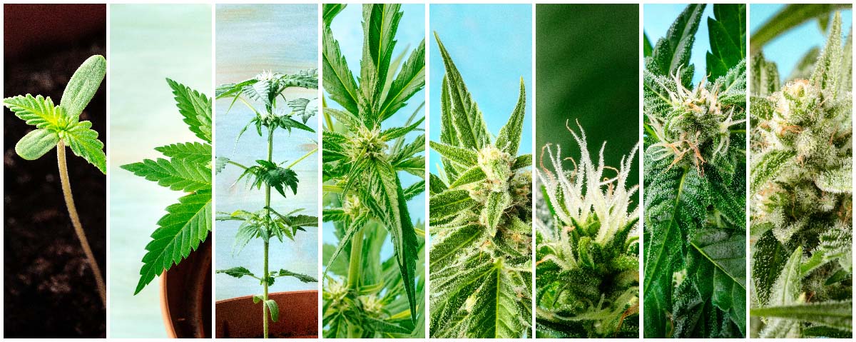 growing weed 15 Growing Weed: A Step-by-Step Guide for Beginners