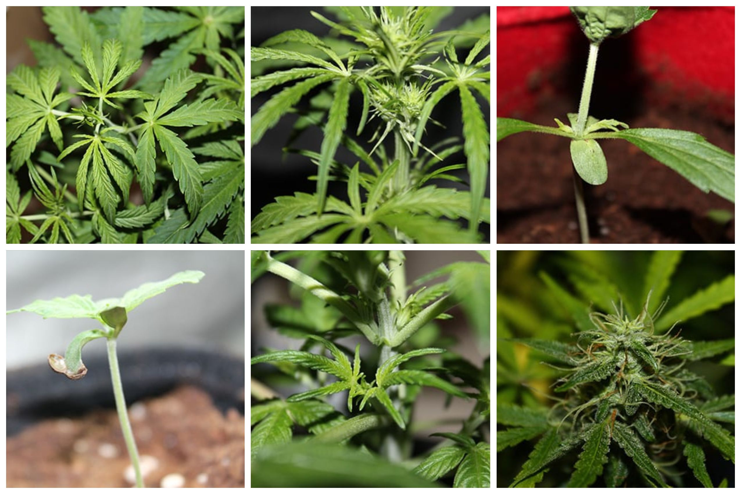 growing weed 17 Growing Weed: A Step-by-Step Guide for Beginners