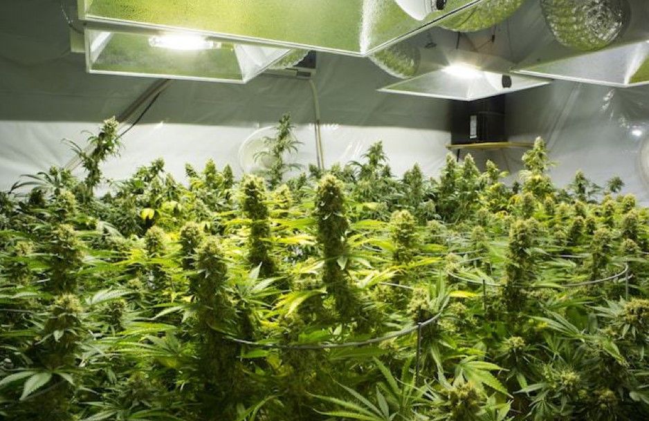 growing weed indoors guide Growing Weed: A Step-by-Step Guide for Beginners