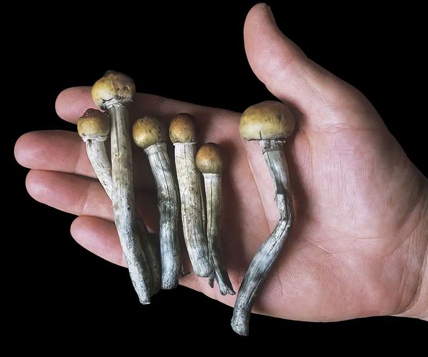 psilocybin mushrooms 2 Magic Mushrooms