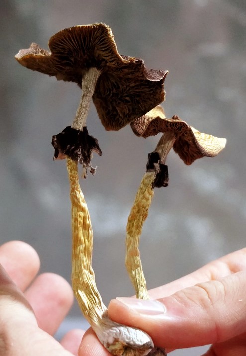 psilocybin mushrooms 3 Magic Mushrooms
