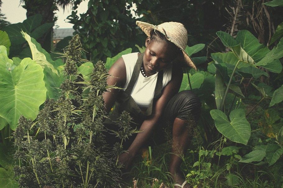 african weed cannabis in africa 2 African Weed: Cannabis in Africa