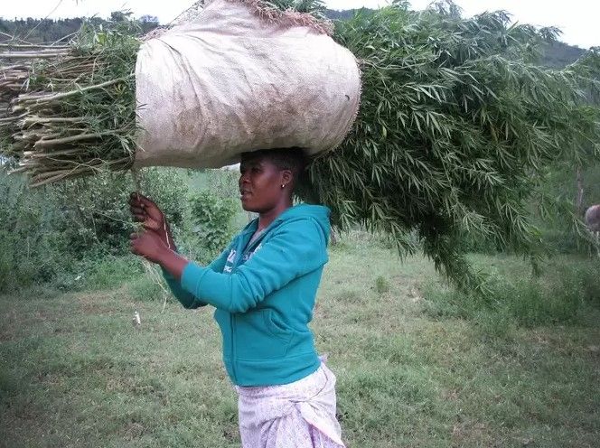 african weed cannabis in africa 4 African Weed: Cannabis in Africa