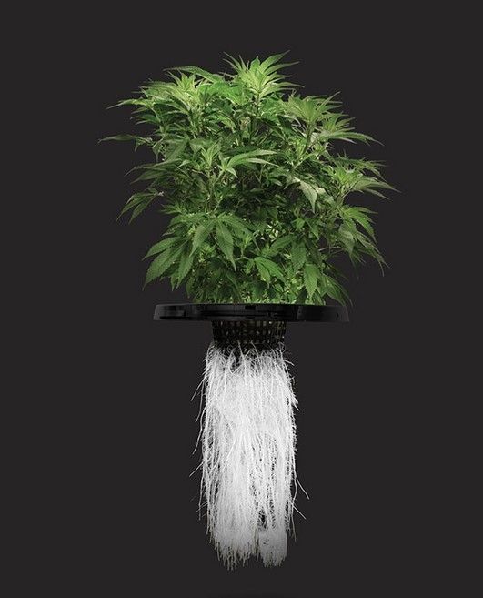 dissolved oxygen do marijuana plants need Dissolved Oxygen: Do Marijuana Plants Need Oxygen?