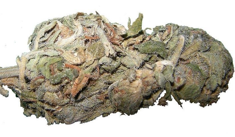 moldy cannabis 18 Moldy Cannabis Guide
