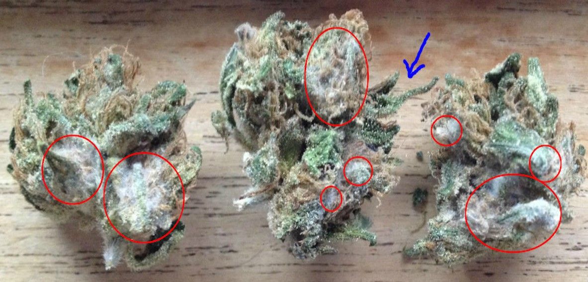 moldy cannabis 20 Moldy Cannabis Guide