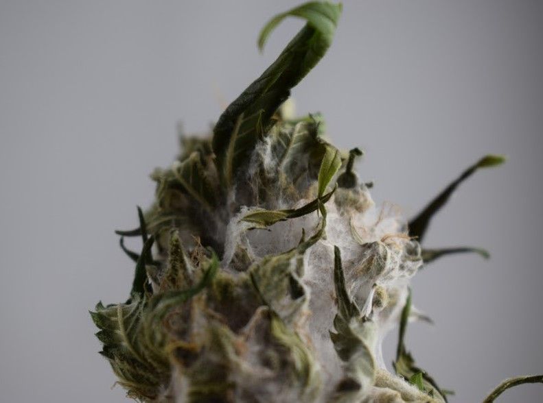 moldy cannabis 21 Moldy Cannabis Guide