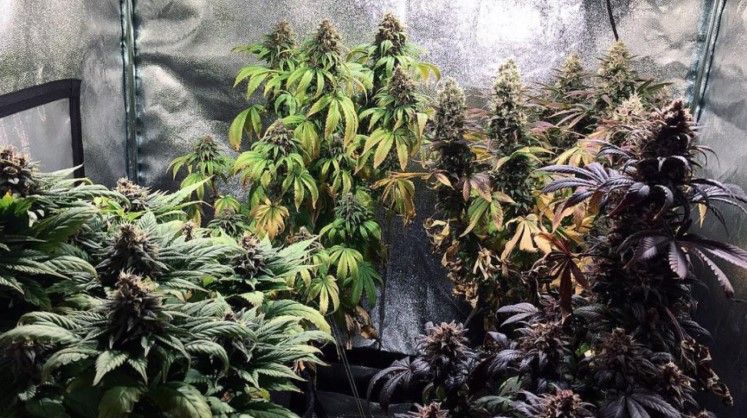Colorful Cannabis 53 About Colourful Weed