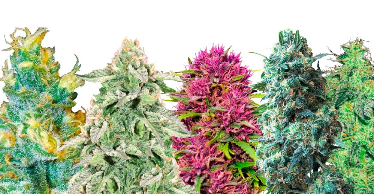 Colorful Cannabis 55 About Colourful Weed