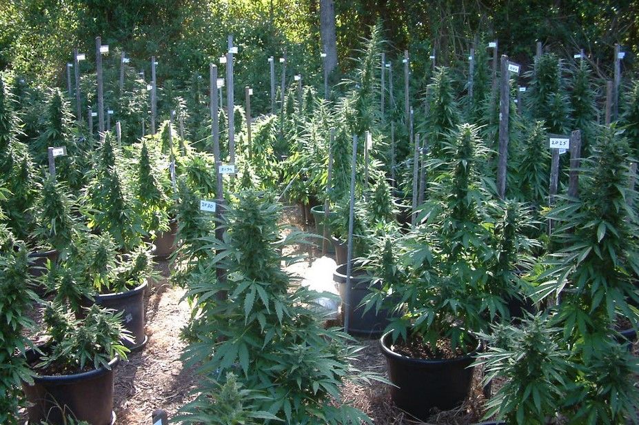 how to grow organic cannabis 11 How To Grow Organic Cannabis: A Step-by-Step Guide