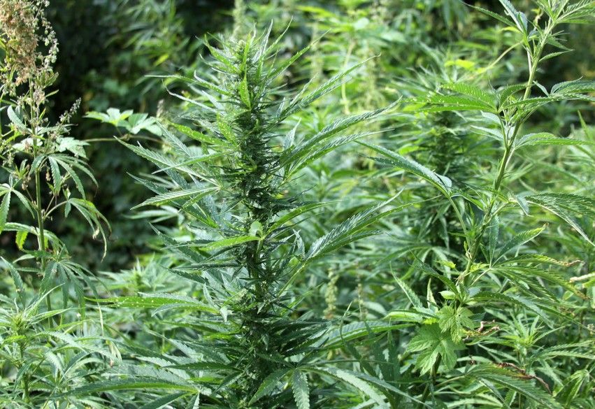 how to grow organic cannabis 12 How To Grow Organic Cannabis: A Step-by-Step Guide