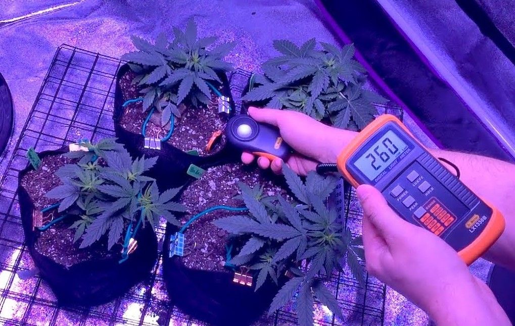 how to improve cannabis yields using a lux meter 3 How To Improve Cannabis Yields Using A Lux Meter