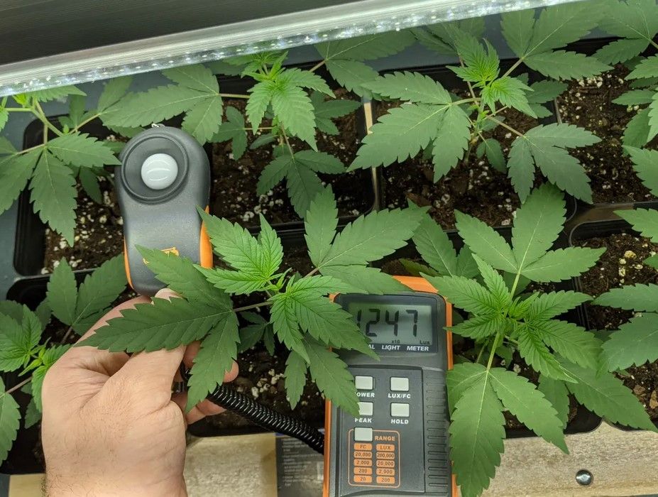 how to improve cannabis yields using a lux meter 32 How To Improve Cannabis Yields Using A Lux Meter