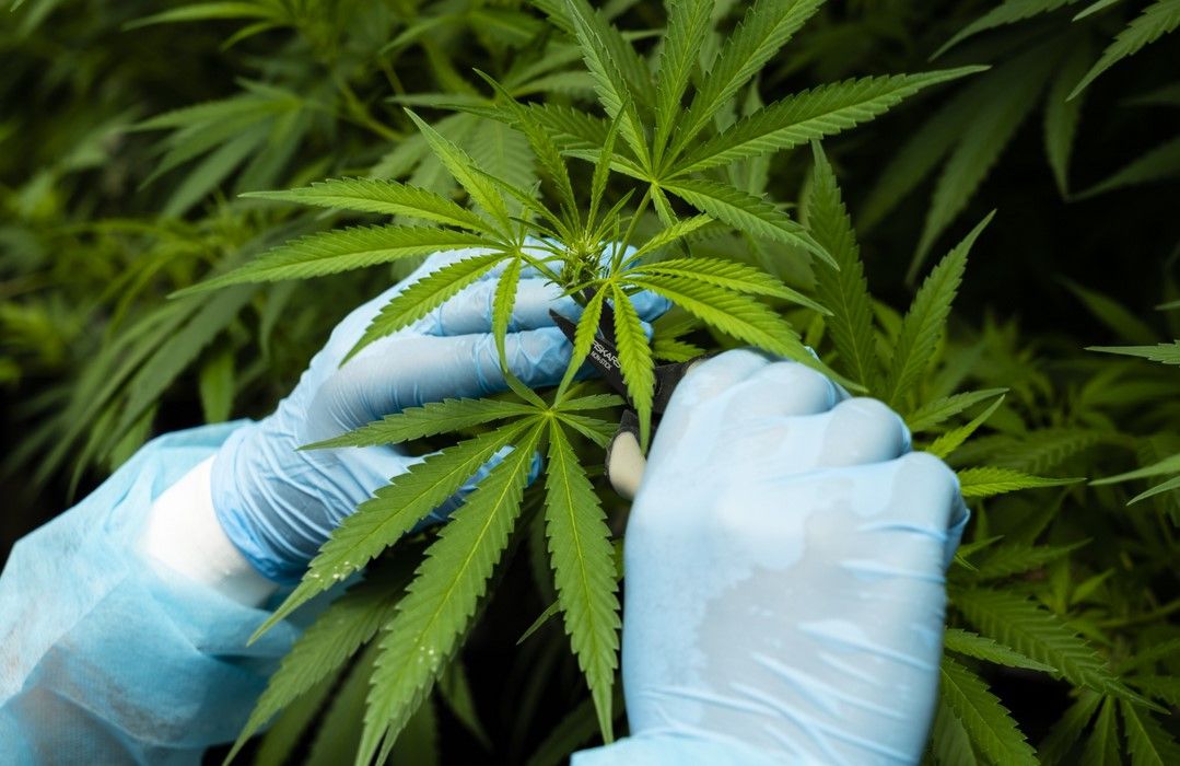 pesticides and marijuana 2 Pesticides on Your Cannabis